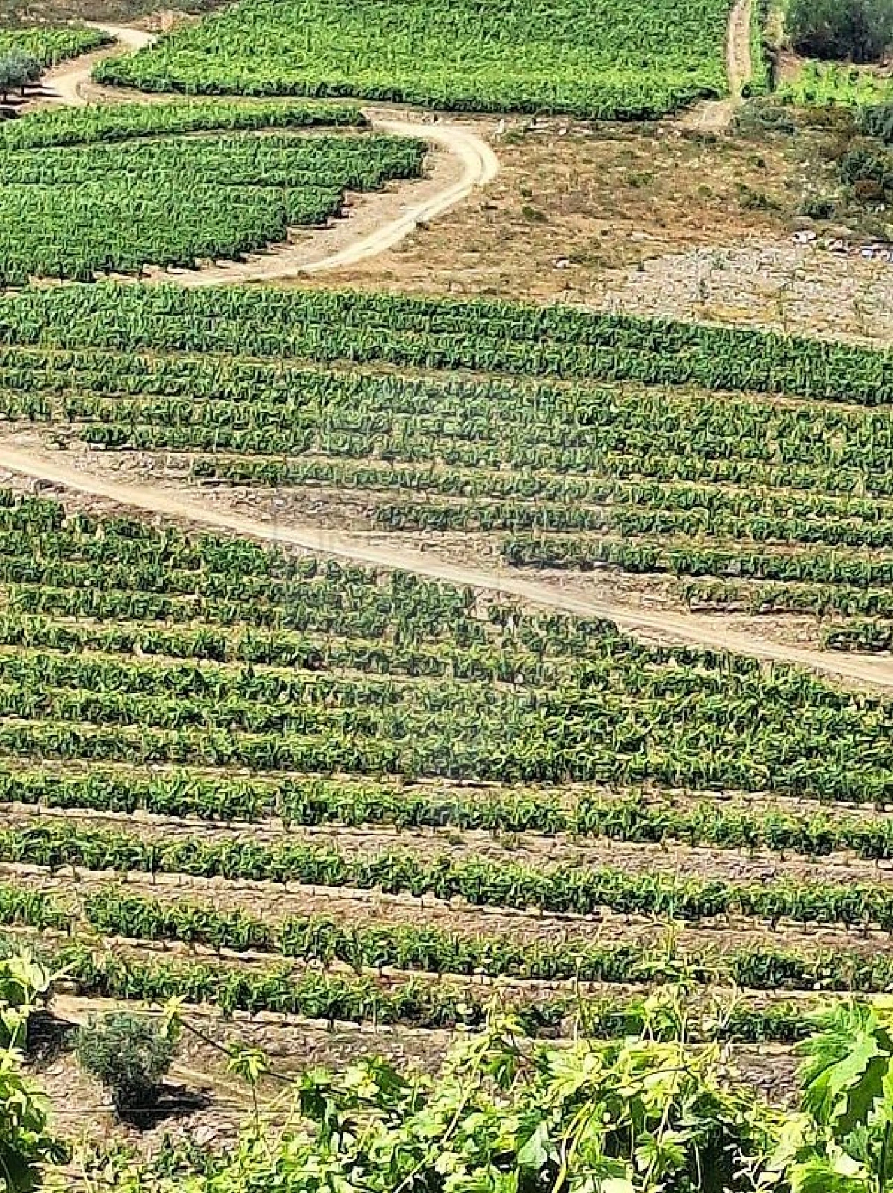 Quinta T
           para Venda em São João da Pesqueira e Várzea de Trevões Foto 1