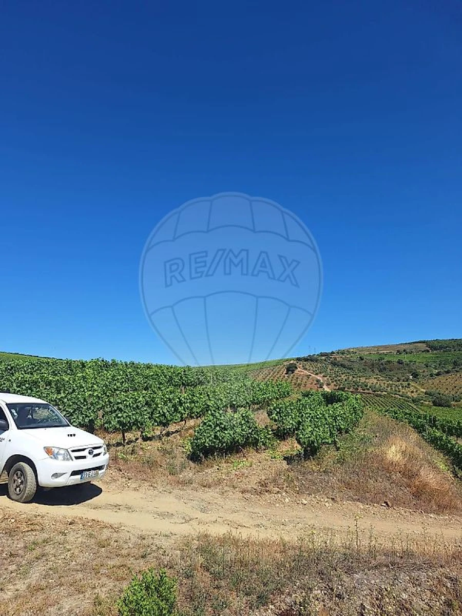 Quinta T
           para Venda em São João da Pesqueira e Várzea de Trevões Foto 8