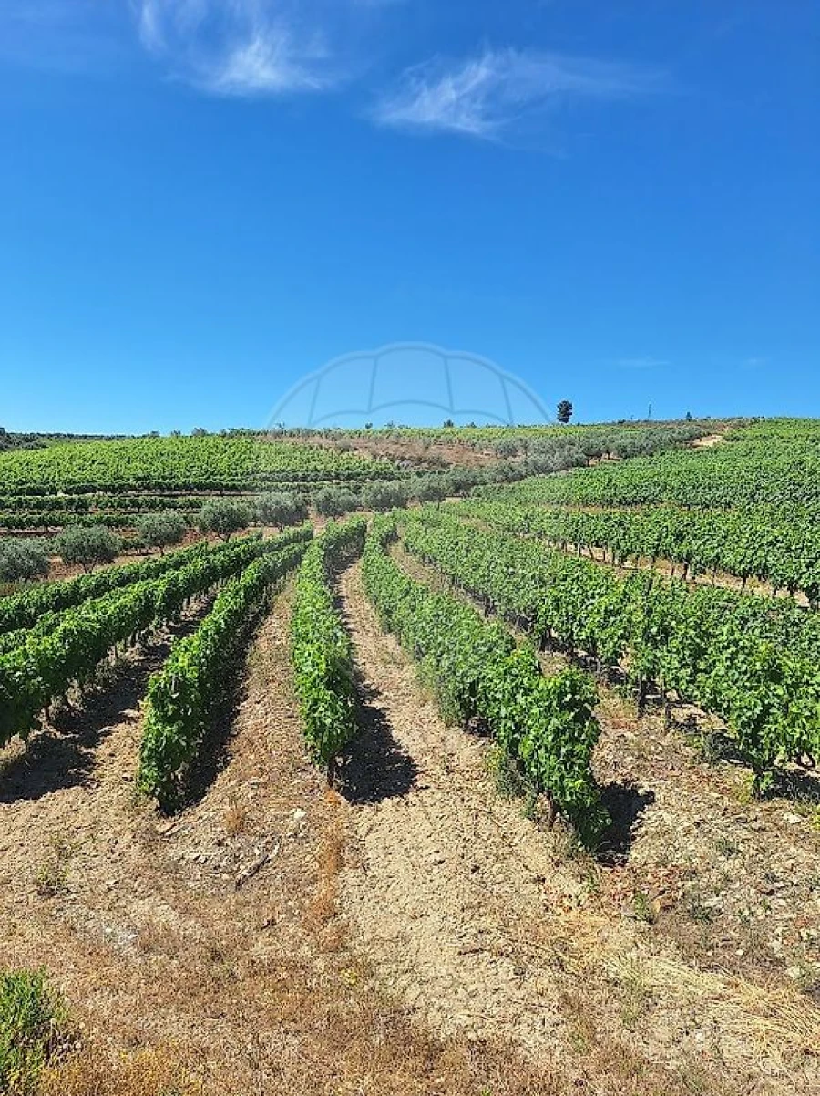 Quinta T
           para Venda em São João da Pesqueira e Várzea de Trevões Foto 19
