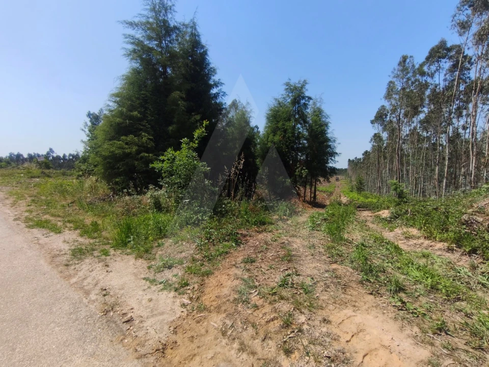 Terreno para Venda em Belazaima do Chão, Castanheira do Vouga e Agadão Foto 3