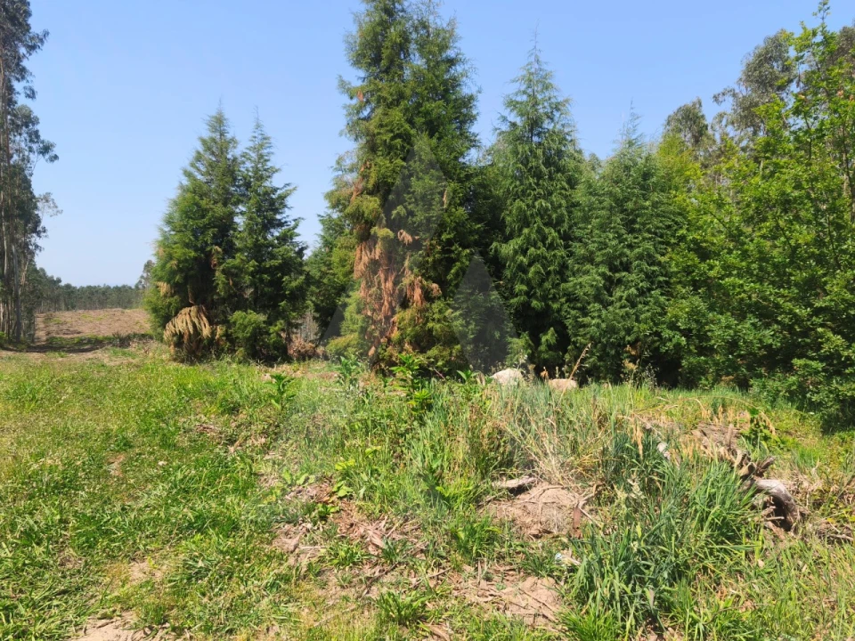 Terreno para Venda em Belazaima do Chão, Castanheira do Vouga e Agadão Foto 2