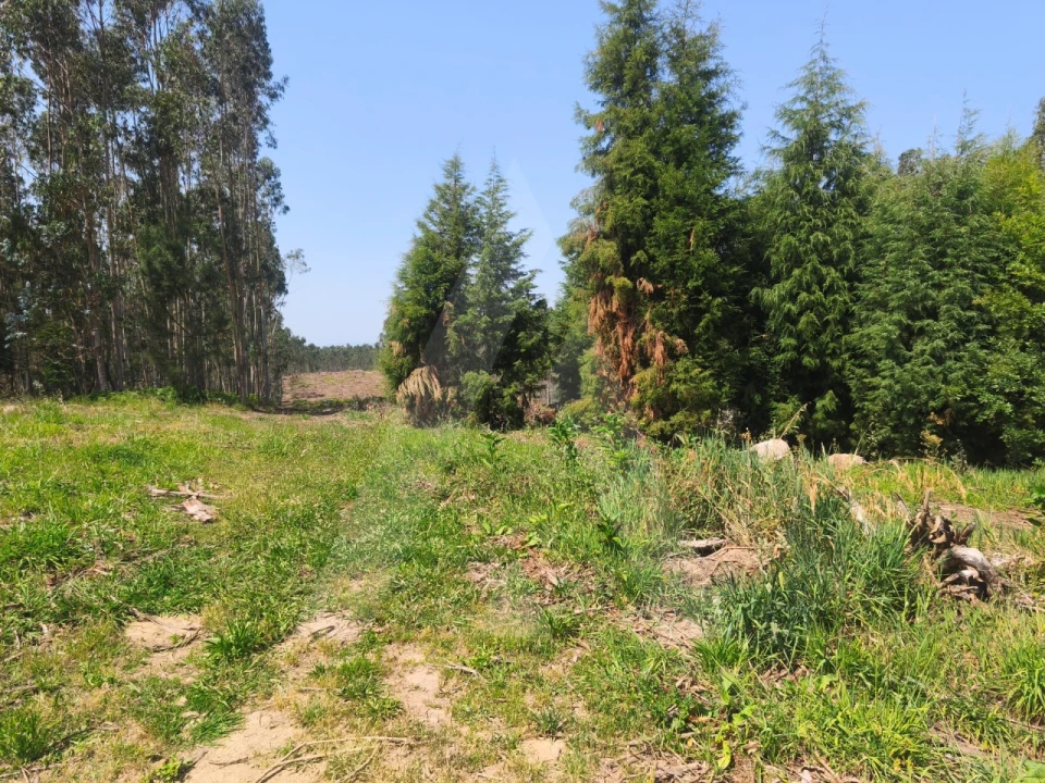 Terreno para Venda em Belazaima do Chão, Castanheira do Vouga e Agadão Foto 1