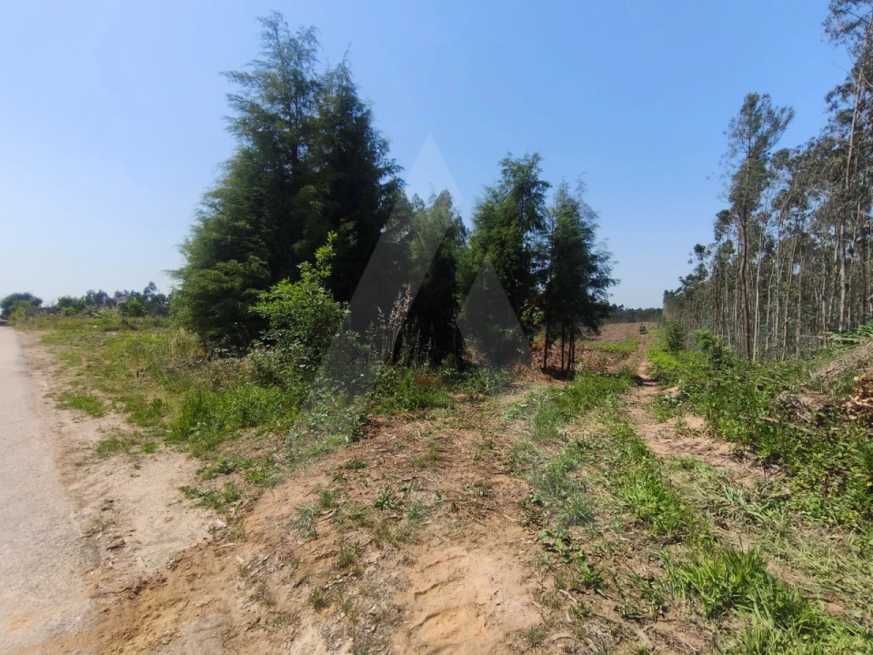 Terreno para Venda em Belazaima do Chão, Castanheira do Vouga e Agadão Foto 4