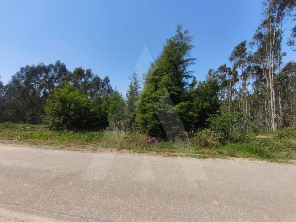 Terreno para Venda em Belazaima do Chão, Castanheira do Vouga e Agadão Foto 5