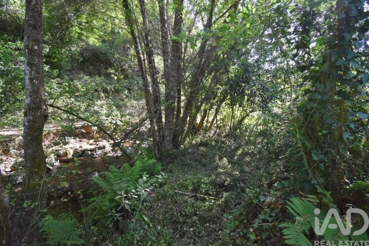 Terreno para Venda em Espinhal Foto 18