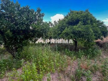 Terreno para Venda em Louriçal do Campo