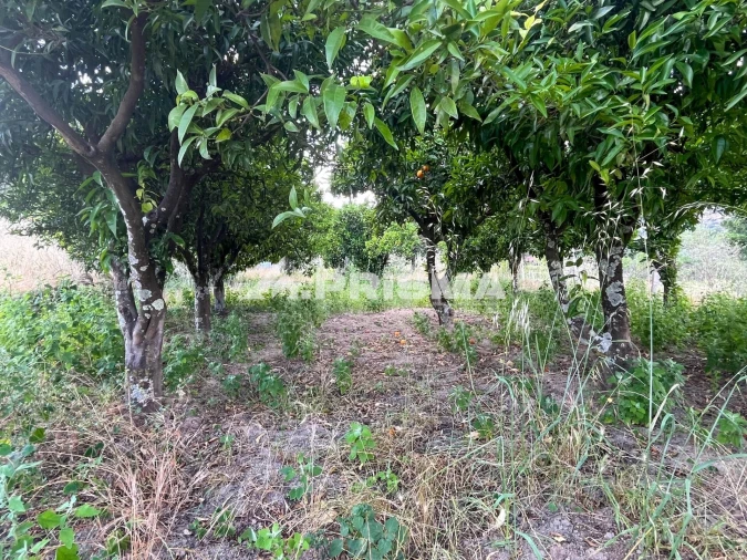 Terreno para Venda em Louriçal do Campo Foto 20