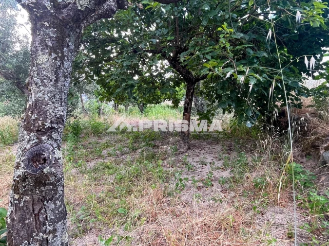 Terreno para Venda em Louriçal do Campo Foto 16