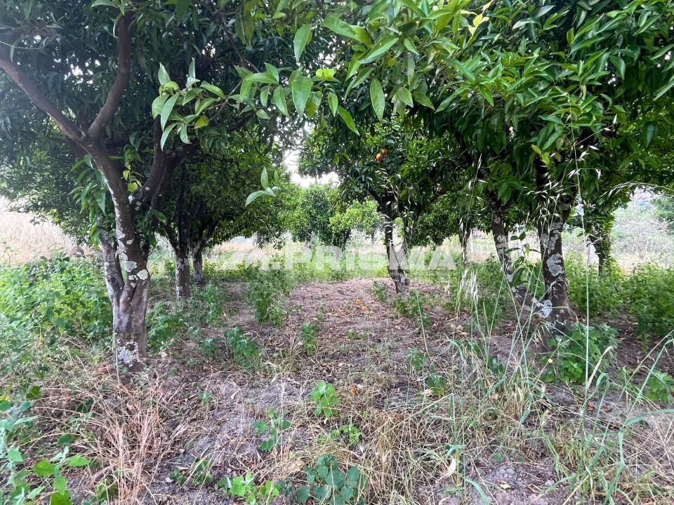 Terreno para Venda em Louriçal do Campo Foto 20
