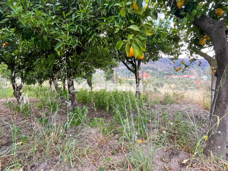 Terreno para Venda em Louriçal do Campo Foto 17