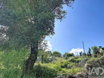 Terreno para Venda em Alvados e Alcaria