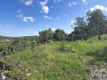 Terreno para Venda em Alvados e Alcaria