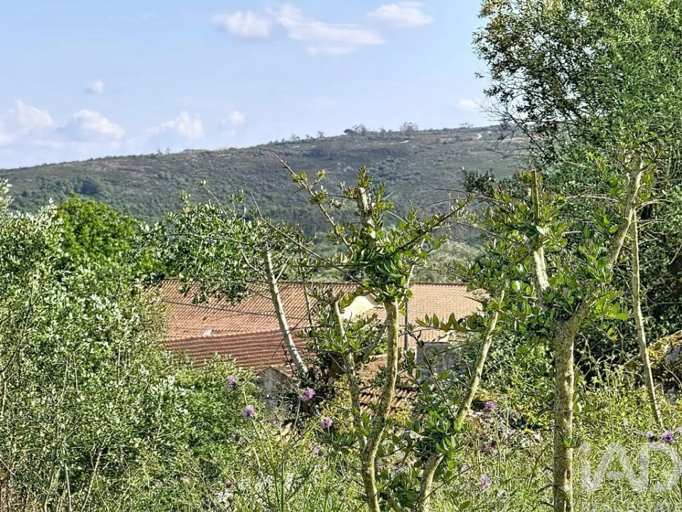 Terreno para Venda em Alvados e Alcaria Foto 14