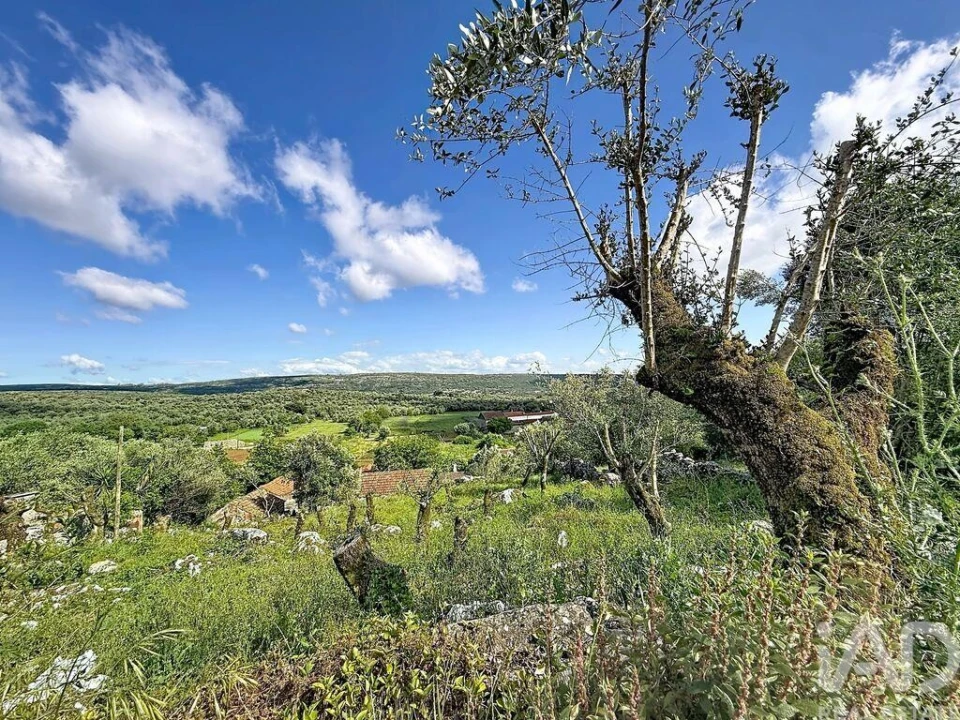 Terreno para Venda em Alvados e Alcaria Foto 5