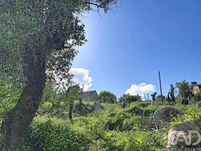 Terreno para Venda em Alvados e Alcaria Foto 15