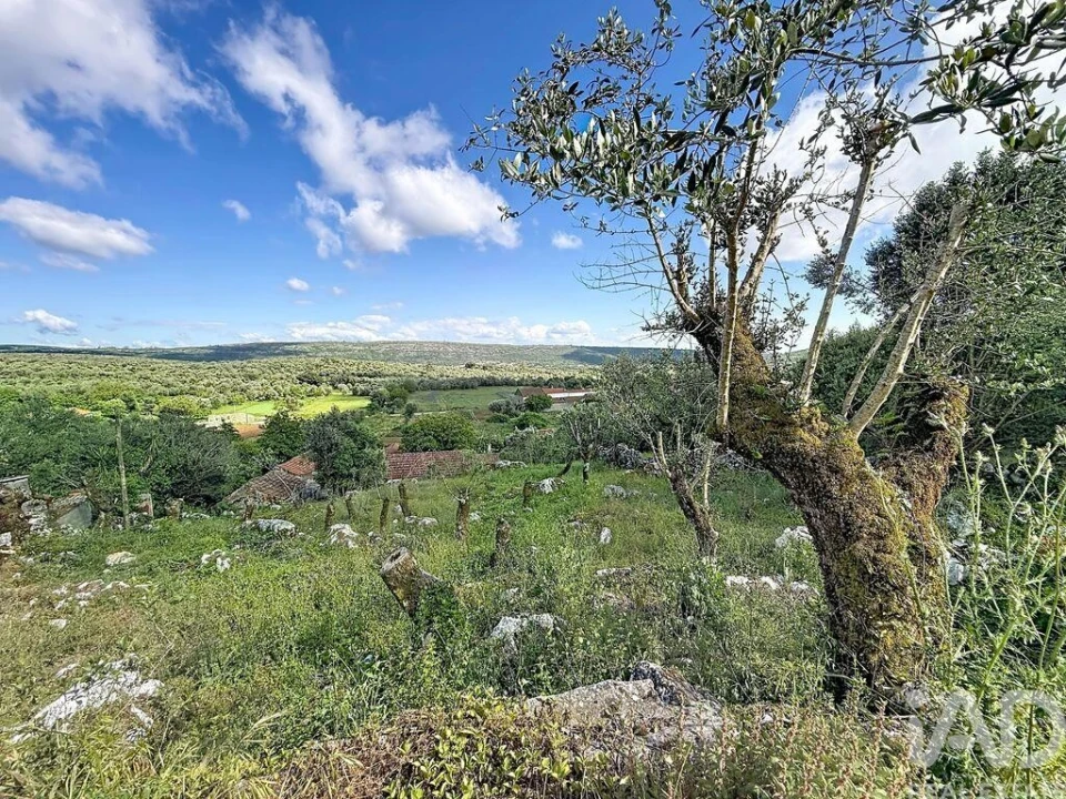 Terreno para Venda em Alvados e Alcaria Foto 1