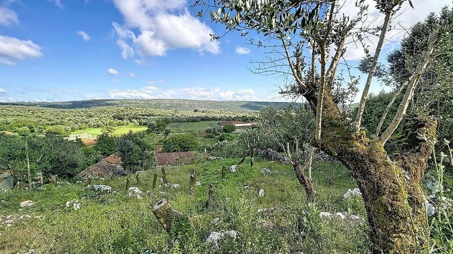 Terreno para Venda em Alvados e Alcaria