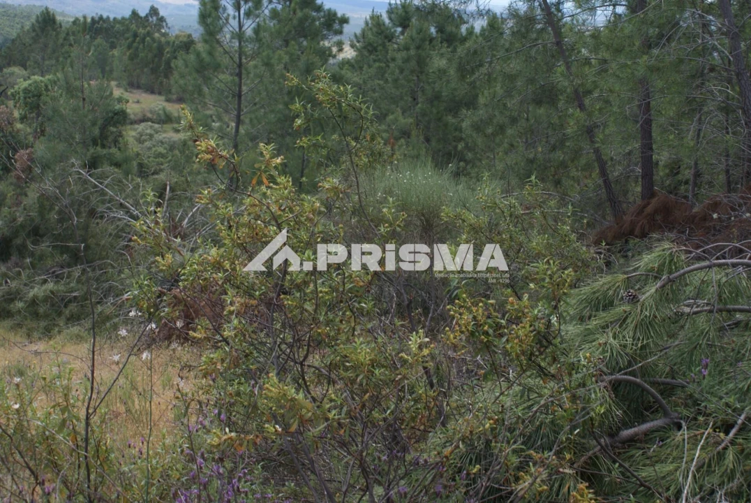 Terreno para Venda em Benquerenças Foto 7