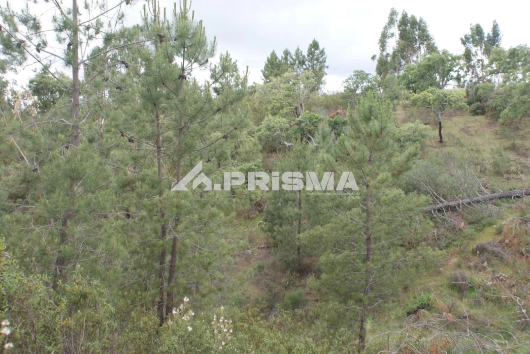 Terreno para Venda em Benquerenças Foto 13
