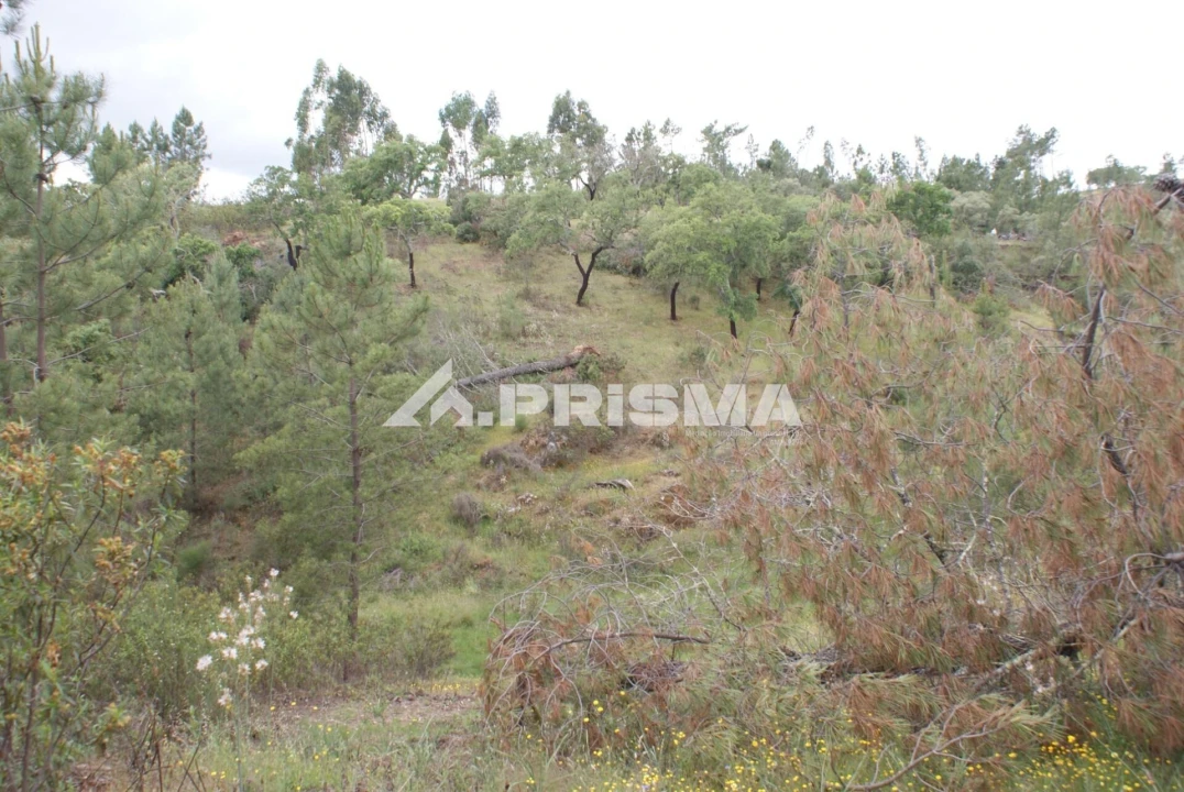 Terreno para Venda em Benquerenças Foto 12