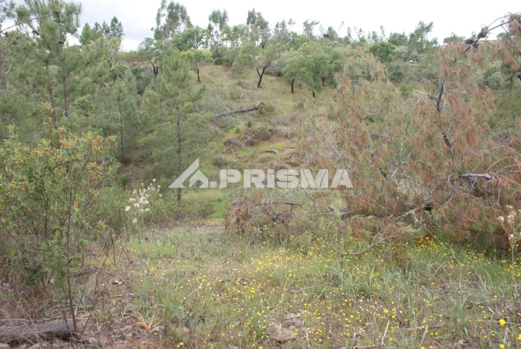 Terreno para Venda em Benquerenças Foto 11
