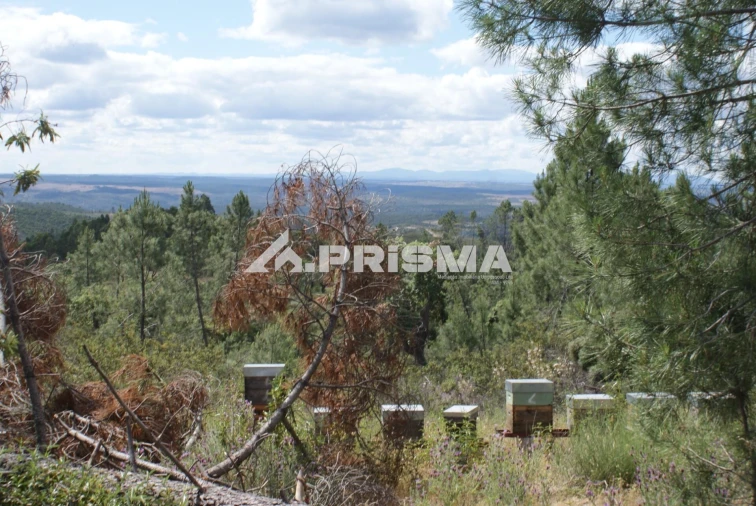 Terreno para Venda em Benquerenças Foto 3
