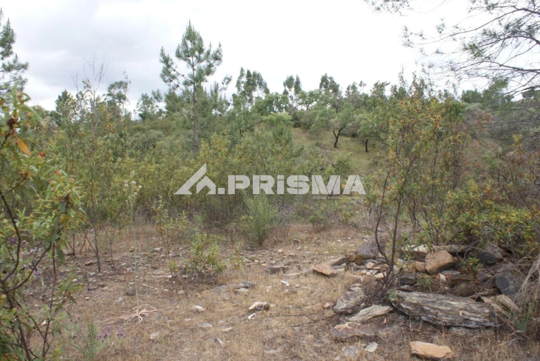 Terreno para Venda em Benquerenças Foto 16