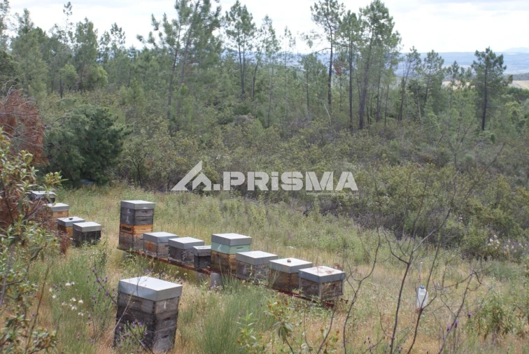 Terreno para Venda em Benquerenças Foto 5