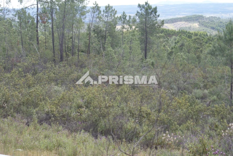 Terreno para Venda em Benquerenças Foto 4