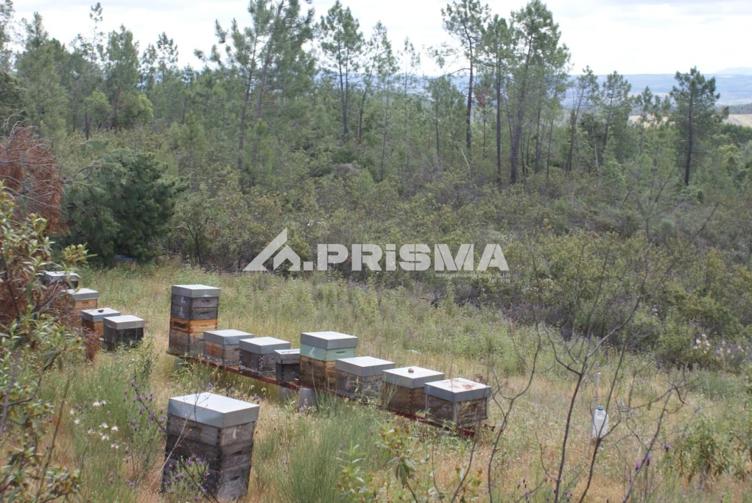 Terreno para Venda em Benquerenças Foto 5