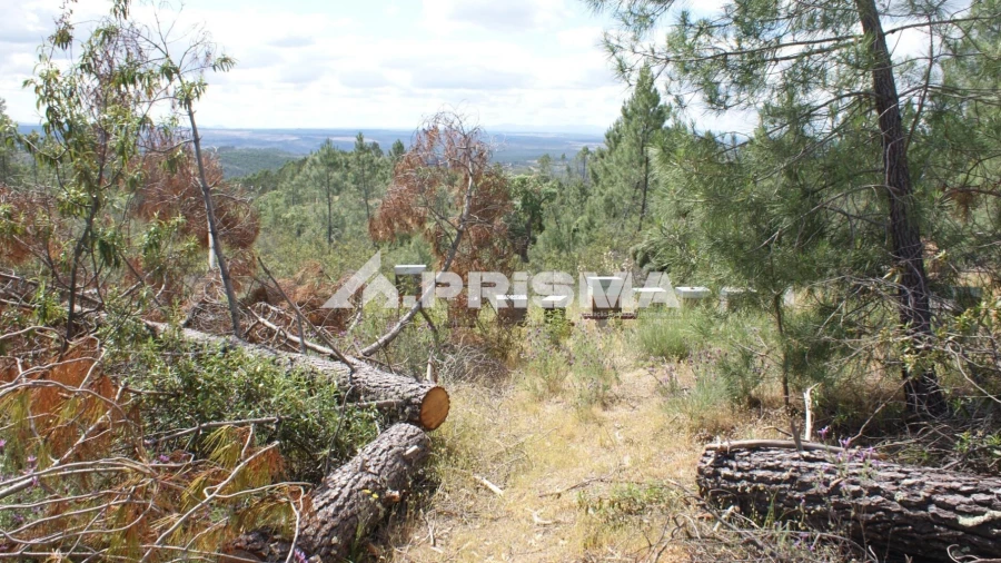 Terreno para Venda em Benquerenças