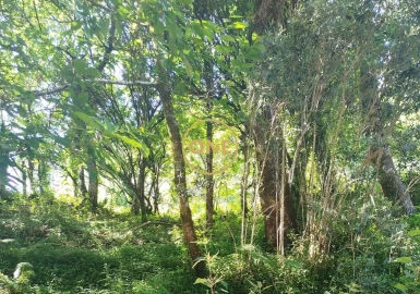 Terreno para Venda em Vilela, Seramil e Paredes Secas