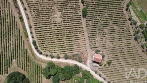 Quinta para Venda em Carvalhal Redondo e Aguieira