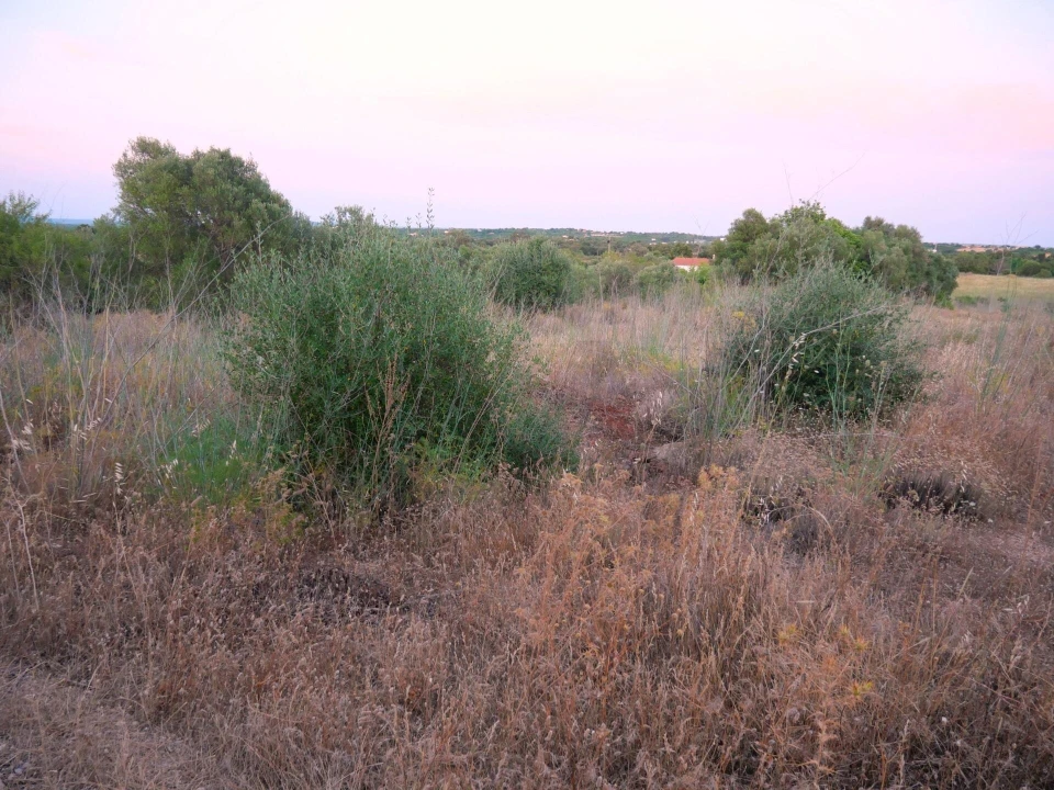 Terreno para Venda em Silves Foto 15