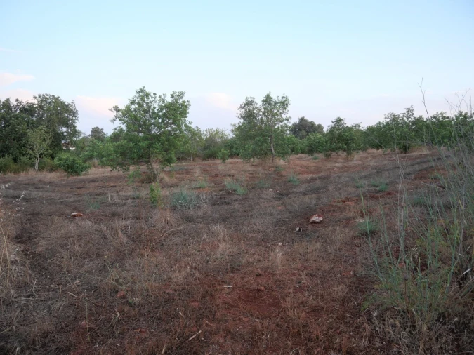 Terreno para Venda em Silves Foto 12