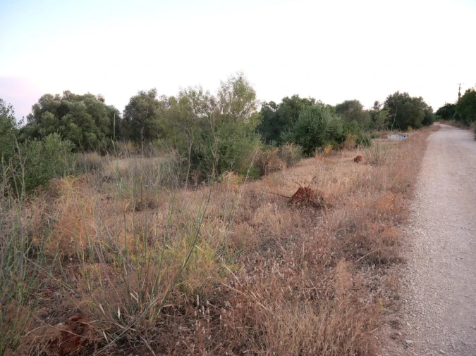 Terreno para Venda em Silves Foto 13