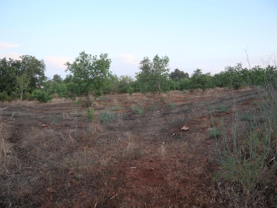 Terreno para Venda em Silves Foto 12