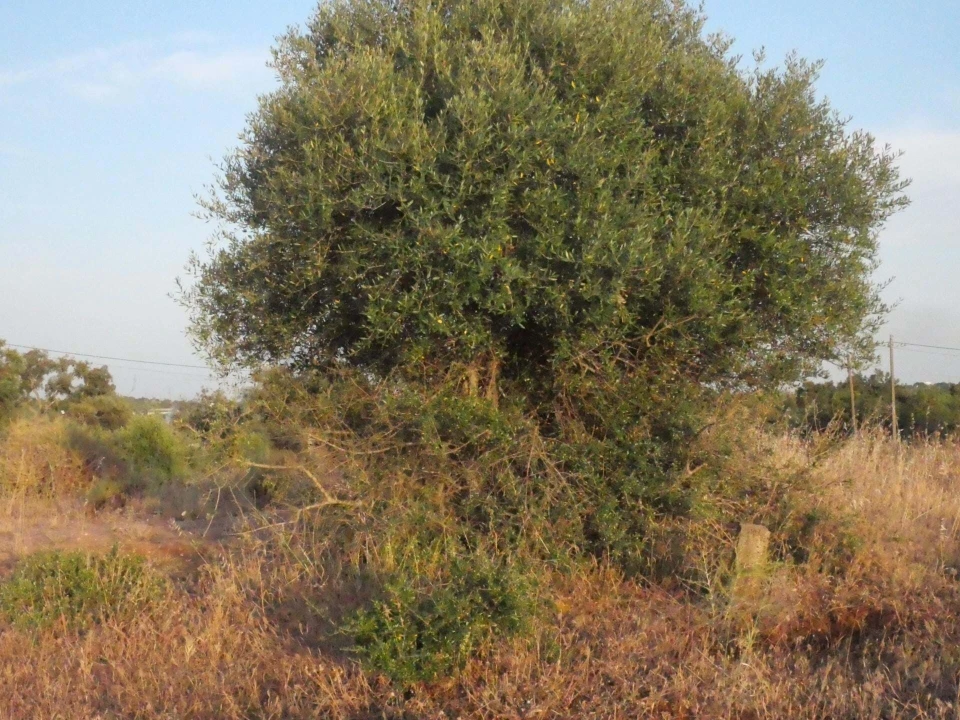 Terreno para Venda em Silves Foto 6