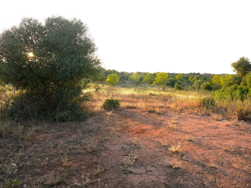 Terreno para Venda em Silves Foto 3