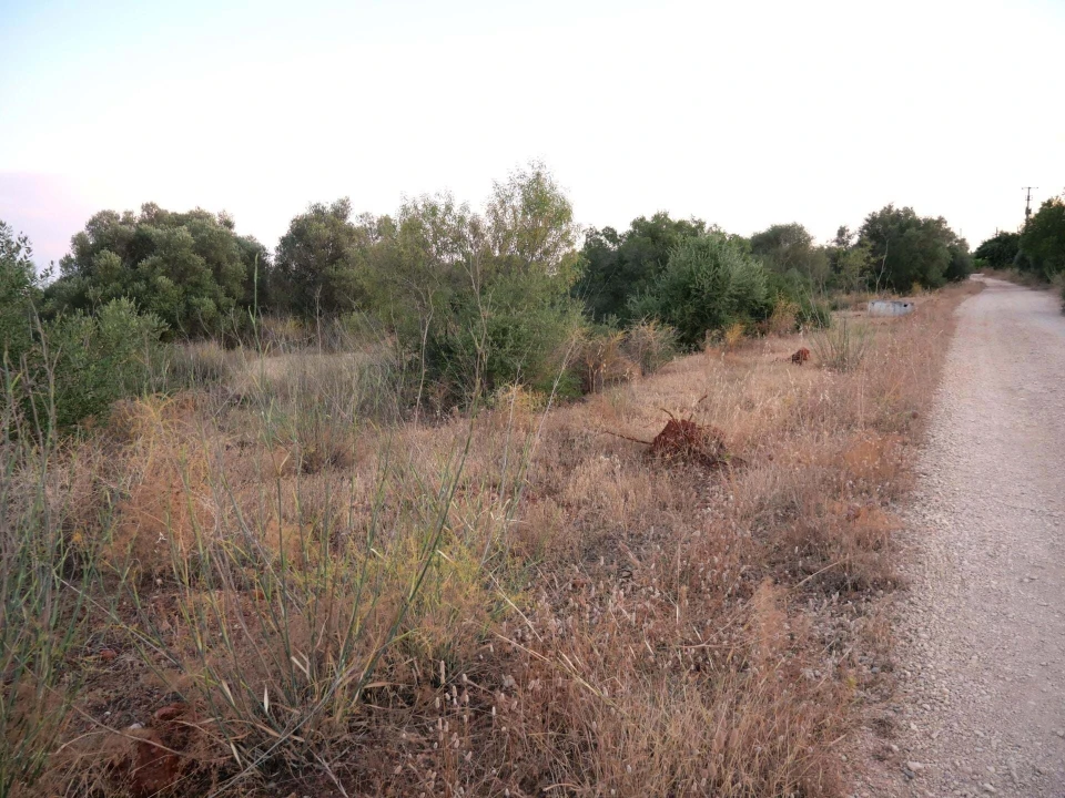 Terreno para Venda em Silves Foto 13