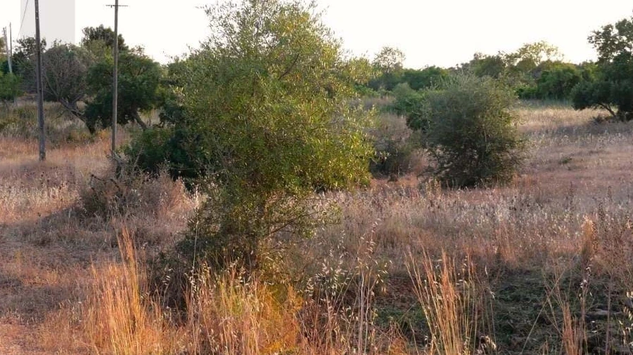 Terreno para Venda em Silves