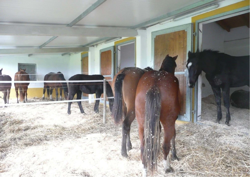 Quinta T6 para Venda em São Teotónio Foto 21