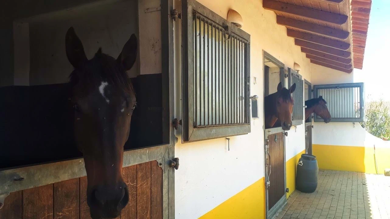 Quinta T6 para Venda em São Teotónio Foto 20