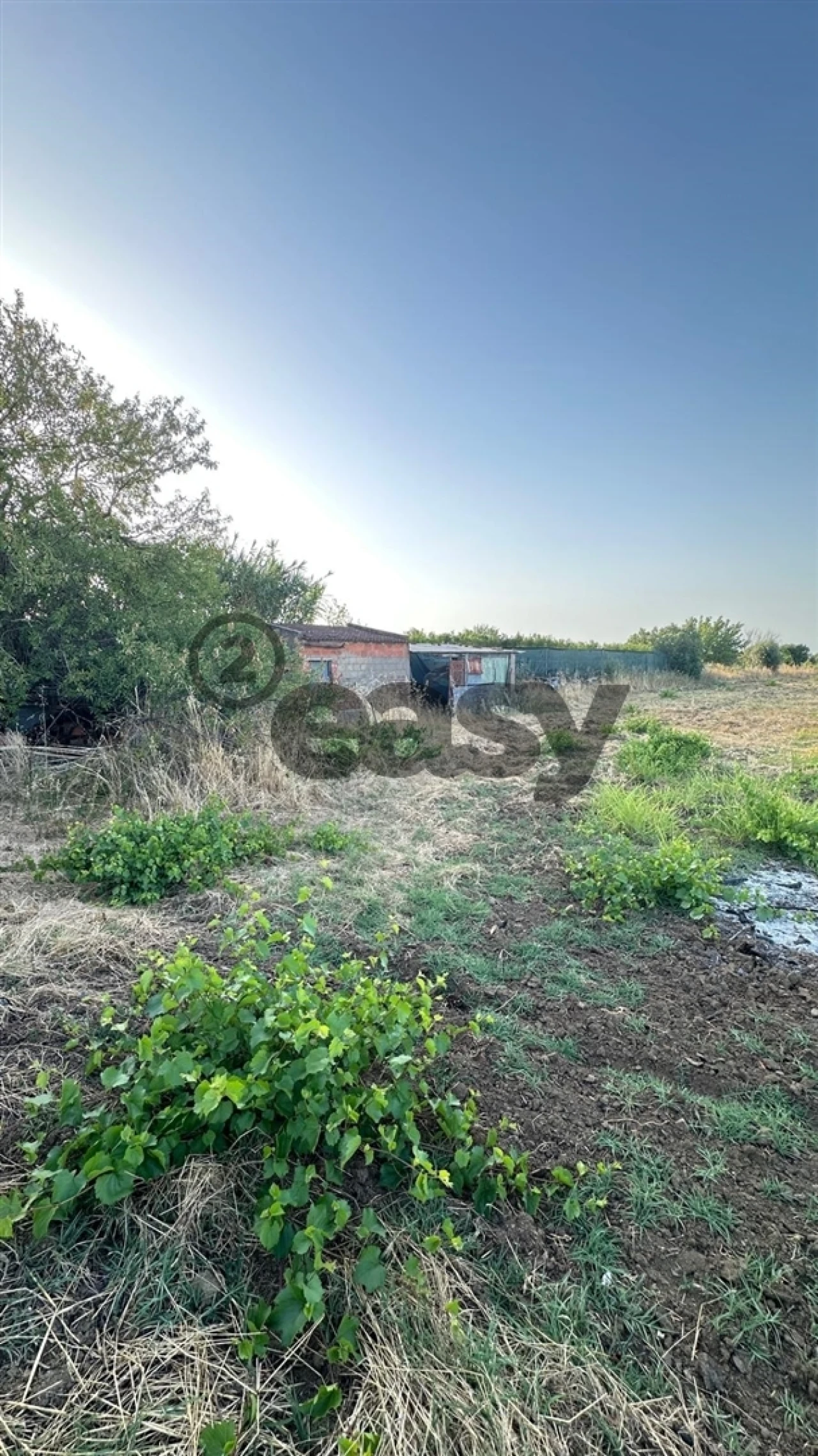 Terreno Agricola ou Rústico para Venda em Vidigueira Foto 6