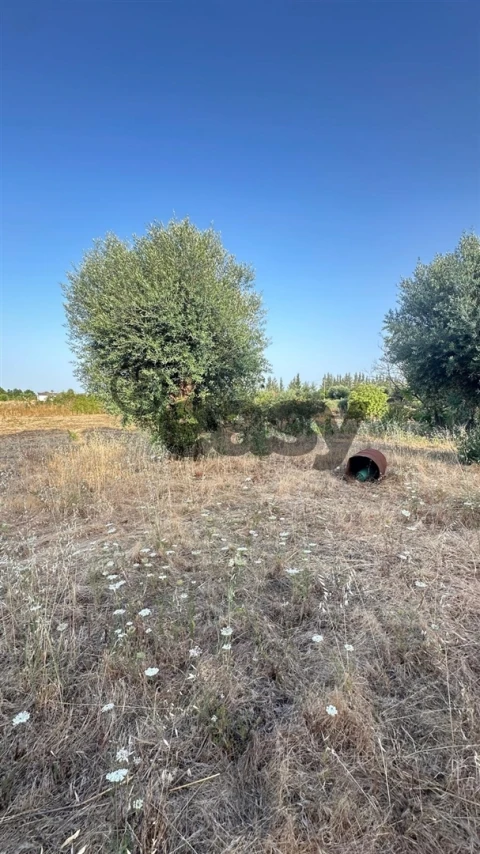 Terreno Agricola ou Rústico para Venda em Vidigueira