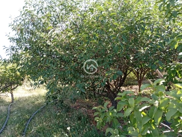Quinta T5 para Venda em Palmela