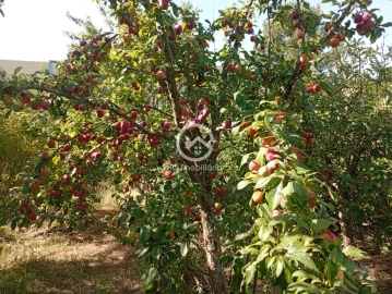 Quinta T5 para Venda em Palmela