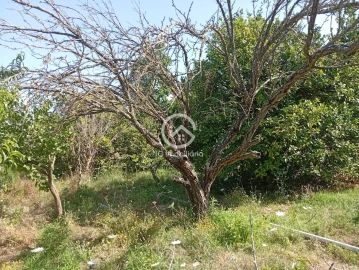 Quinta T5 para Venda em Palmela