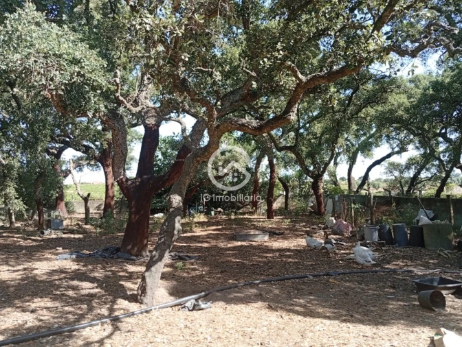 Quinta T5 para Venda em Palmela Foto 14