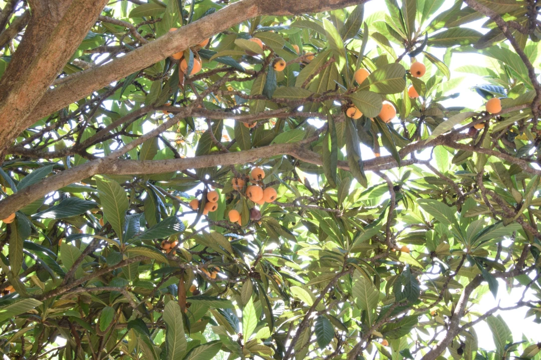 Terreno para Venda em Cantar-Galo e Vila do Carvalho Foto 21
